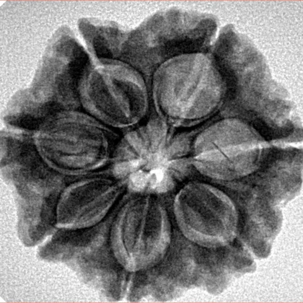 7 Mukhi Rudraksha 26.1mm 5.52gm - Inverse xray