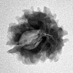 1 Mukhi Rudraksha 19.2mm 1.88gm - Inverse xray
