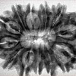 13 Mukhi Rudraksha 33mm 6gm - Inverse xray