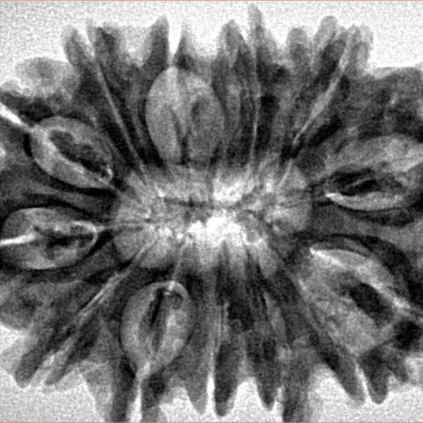 13 Mukhi Rudraksha 33mm 6gm - Inverse xray