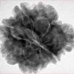 6+1 Mukhi Sawar 26.2mm 6.09gm - Inverse xray