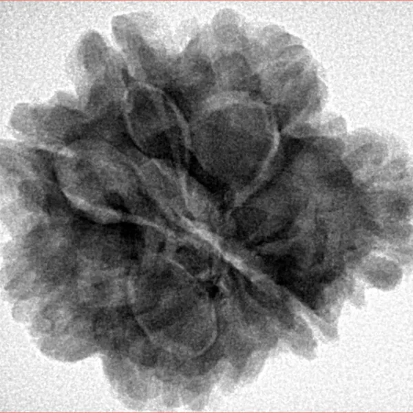 6+1 Mukhi Sawar 26.2mm 6.09gm - Inverse xray