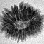 18 Mukhi Rudraksha 22.5mm 2.97gm - Inverse xray