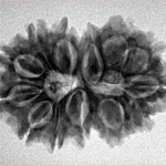 13 MK Gaurishankar 28.8mm 4.2gm - Inverse xray