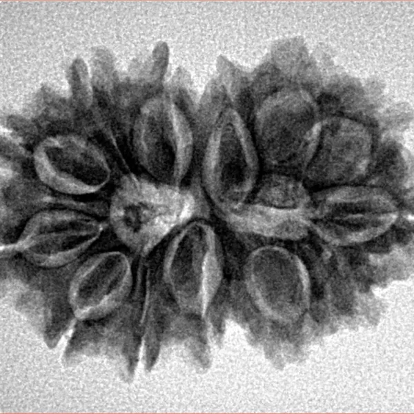 13 MK Gaurishankar 28.8mm 4.2gm - Inverse xray