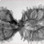 17 Mukhi Mini Trijuti 38.3mm 5.49gm - Inverse xray
