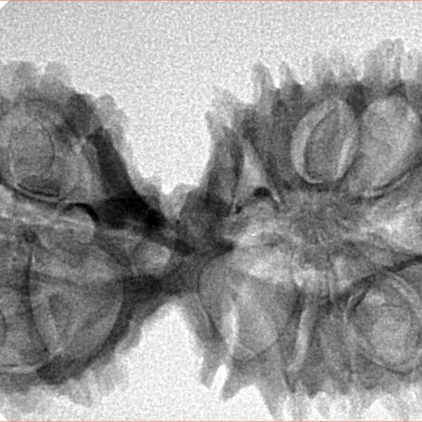 17 Mukhi Mini Trijuti 38.3mm 5.49gm - Inverse xray