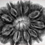 10 Mukhi Rudraksha 32.2mm 8.27gm - Inverse xray