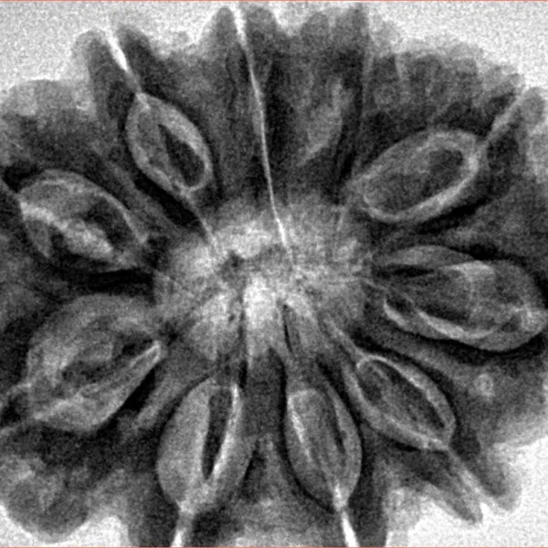 10 Mukhi Rudraksha 32.2mm 8.27gm - Inverse xray