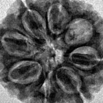 8 Mukhi Rudraksha 24mm 3.99gm - Inverse xray