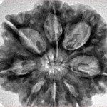 8 Mukhi Rudraksha 29.6mm 6.9gm - Inverse xray