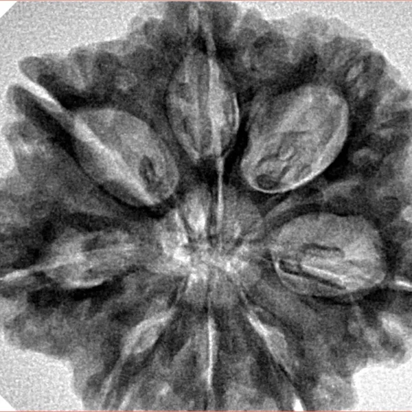 8 Mukhi Rudraksha 29.6mm 6.9gm - Inverse xray