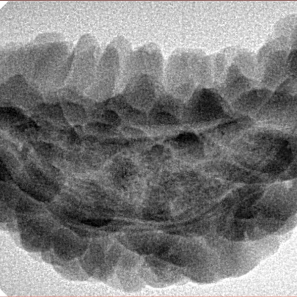 1 Mukhi Rudraksha 38.5mm 5.88gm - Inverse xray