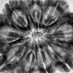 9 Mukhi Rudraksha 34.9mm 9.93gm - Origin: Nepal - Inverse xray