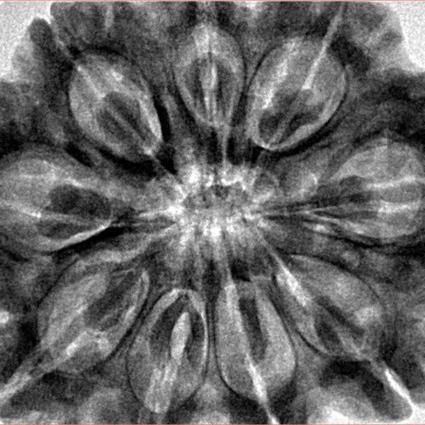 9 Mukhi Rudraksha 34.9mm 9.93gm - Origin: Nepal - Inverse xray