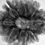 8 Mukhi Rudraksha 28mm 7.06gm - Inverse xray