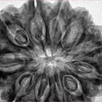 11 Mukhi Rudraksha 33.3mm 8.34gm - Inverse xray