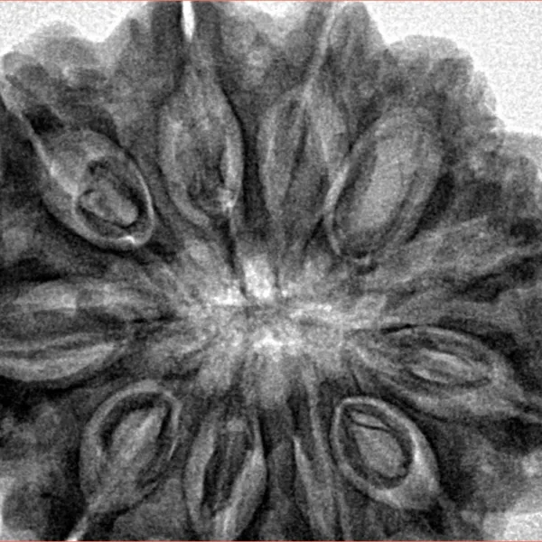 11 Mukhi Rudraksha 33.3mm 8.34gm - Inverse xray