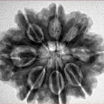 8 Mukhi Rudraksha 27.5mm 5.87gm - Inverse xray