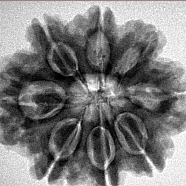 8 Mukhi Rudraksha 27.5mm 5.87gm - Inverse xray