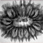 13 Mukhi Rudraksha 32mm 5.82gm - Inverse xray