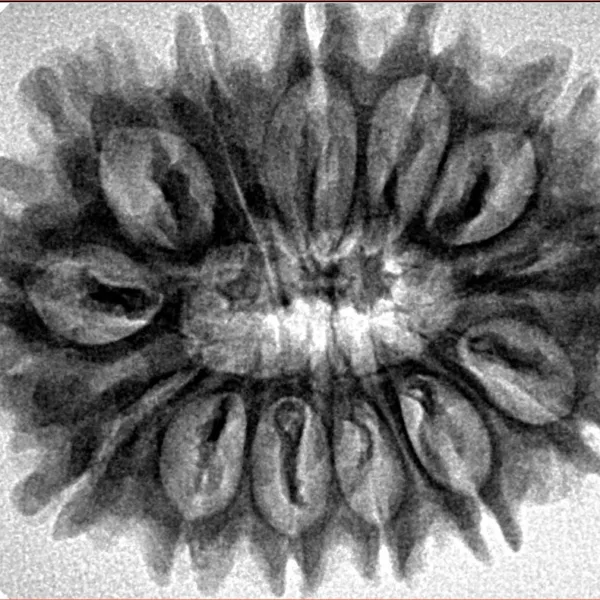 13 Mukhi Rudraksha 32mm 5.82gm - Inverse xray