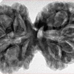 10 Mk Gaurishankar 38.5mm 8.65gm - Inverse xray