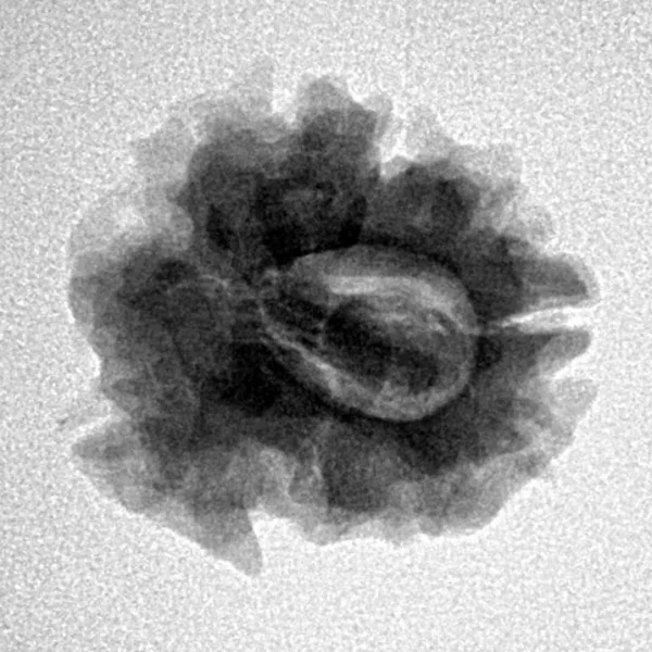 1 Mukhi Rudraksha 22.9mm 2.92gm - Inverse xray