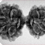 10 Mk Gaurishankar 35.1mm 5.5gm - Inverse xray