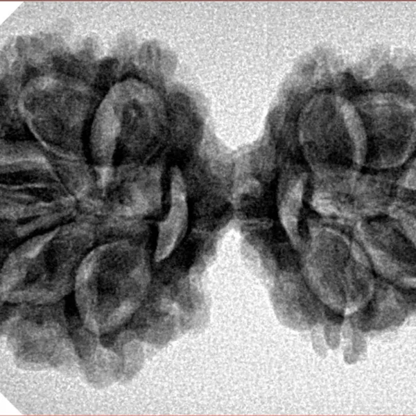 10 Mk Gaurishankar 35.1mm 5.5gm - Inverse xray