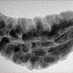 1 Mukhi Rudraksha 34.8mm 4.87gm - Inverse xray