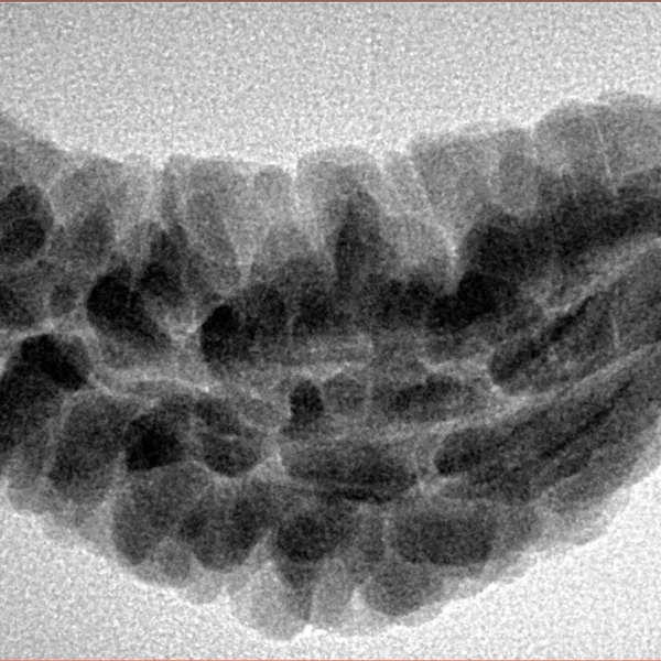 1 Mukhi Rudraksha 34.8mm 4.87gm - Inverse xray