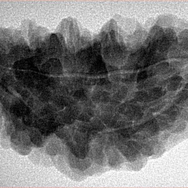 1 Mukhi Rudraksha 34.9mm 5.98gm - Inverse xray