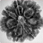 7 Mukhi Rudraksha 26.7mm 6gm - Origin: Nepal - Inverse xray