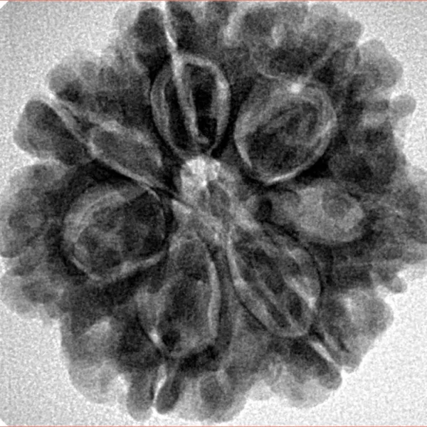 7 Mukhi Rudraksha 26.7mm 6gm - Origin: Nepal - Inverse xray