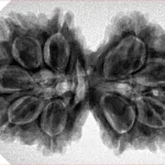 9 MK Gaurishankar 34.6mm 7.17gm - Inverse xray