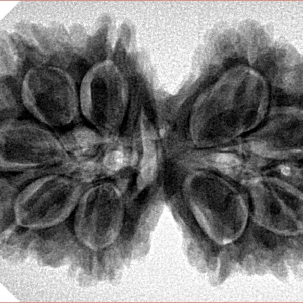 9 MK Gaurishankar 34.6mm 7.17gm - Inverse xray
