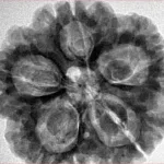 5 Mukhi Rudraksha 29.5mm 8gm - Origin: Nepal - Inverse xray