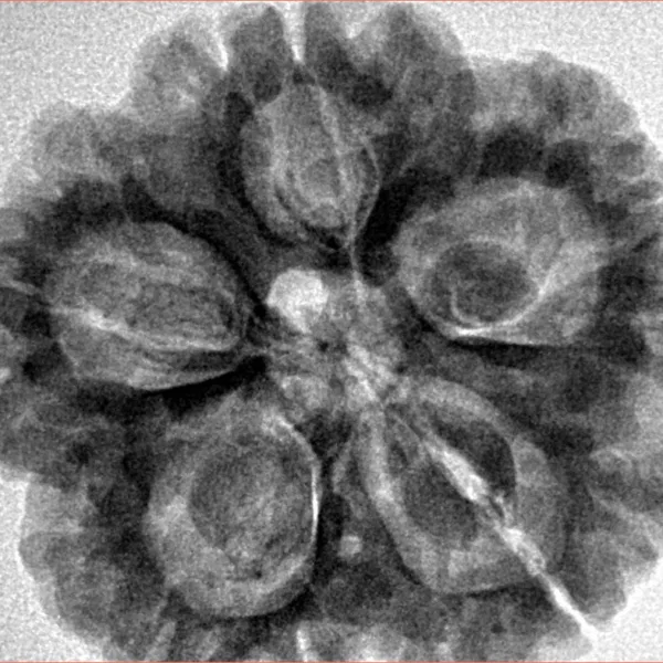 5 Mukhi Rudraksha 29.5mm 8gm - Origin: Nepal - Inverse xray
