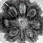 8 Mukhi Rudraksha 29.3mm 8.11gm - Inverse xray