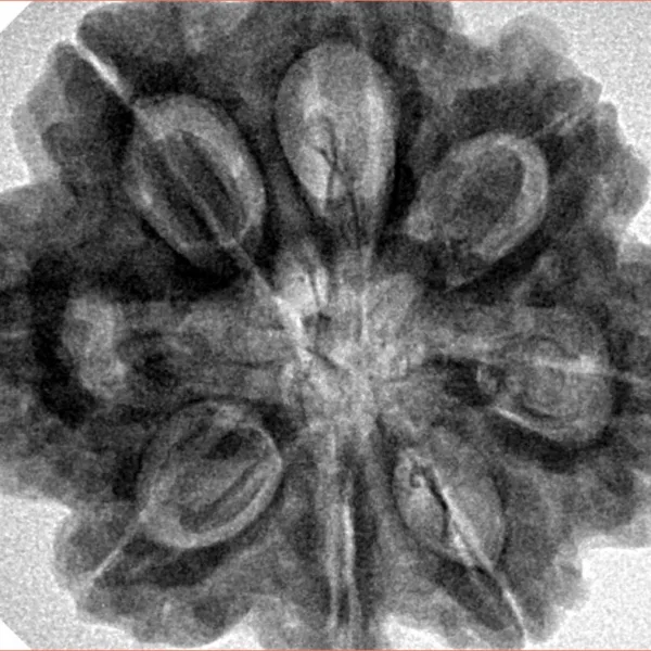 8 Mukhi Rudraksha 29.3mm 8.11gm - Inverse xray