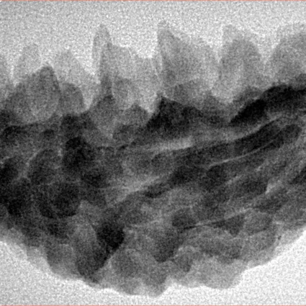 1 Mukhi Rudraksha 35.1mm 5.63gm - Inverse xray