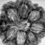 8 Mukhi Rudraksha 31.6mm 8.29gm - Inverse xray