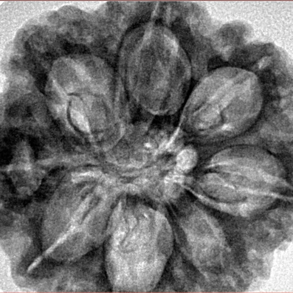 8 Mukhi Rudraksha 31.6mm 8.29gm - Inverse xray