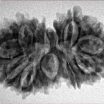 16 Mukhi Gaurishankar 31.4mm 4.45gm - Inverse xray