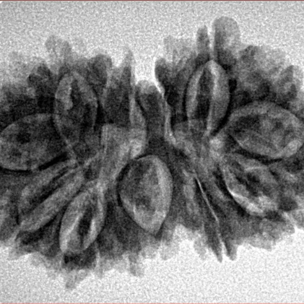 16 Mukhi Gaurishankar 31.4mm 4.45gm - Inverse xray