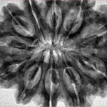 11 Mukhi Rudraksha 34mm 8gm - Inverse xray