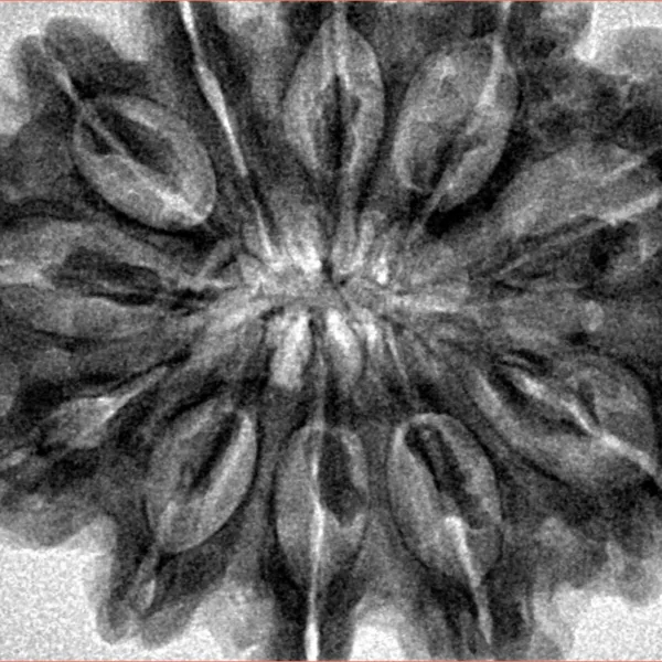 11 Mukhi Rudraksha 34mm 8gm - Inverse xray