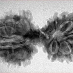 14 Mukhi Mini Trijuti 34.3mm 4.29gm - Inverse xray