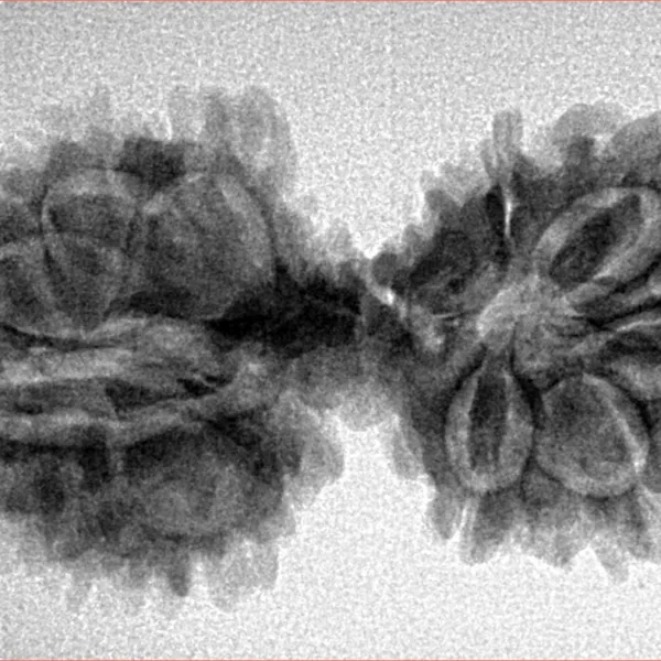 14 Mukhi Mini Trijuti 34.3mm 4.29gm - Inverse xray